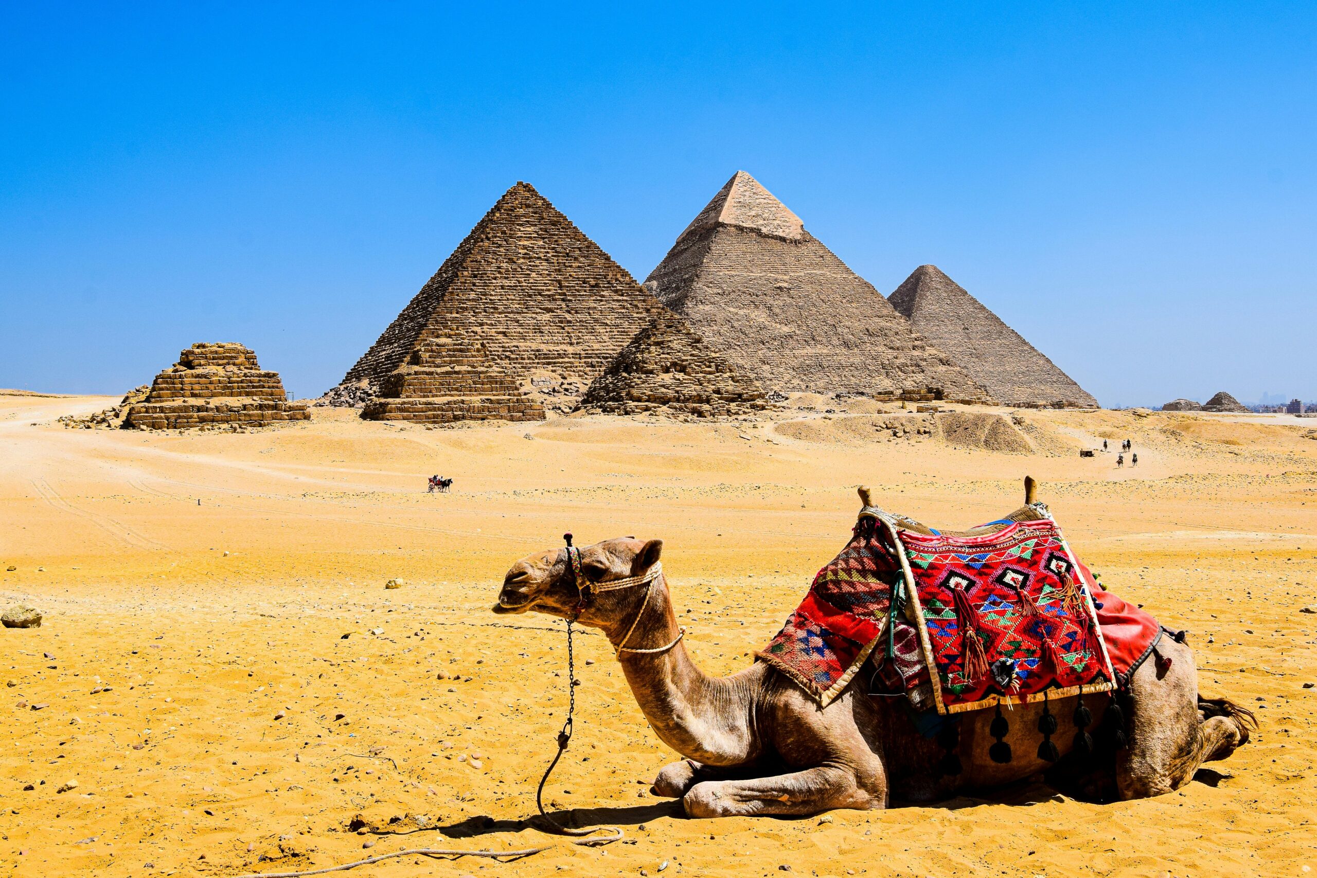 A camel relaxes in the desert sand with the iconic Pyramids of Giza in the background under a bright blue sky.